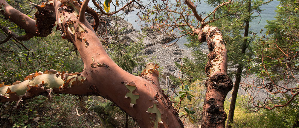Salt Spring Island Arbutus Tree